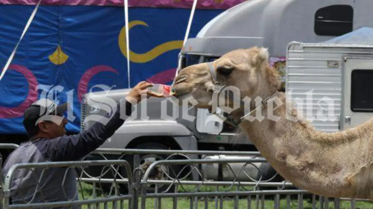 CIRCO CON ANIMALES 1 - Julio Cesar Martinez